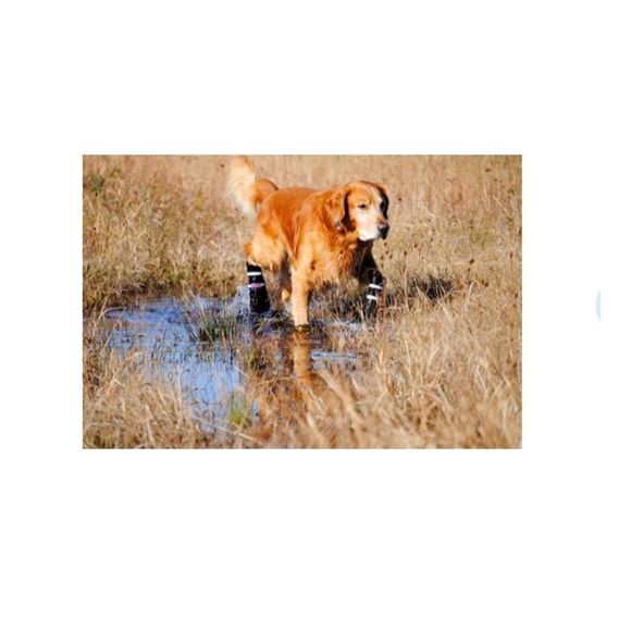 Bark Brite All Weather Reflective Neoprene Dog Pet Boots, 4 count NWT - Picture 9 of 10